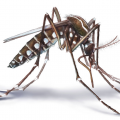Image for Exotic mosquito species established in New Zealand